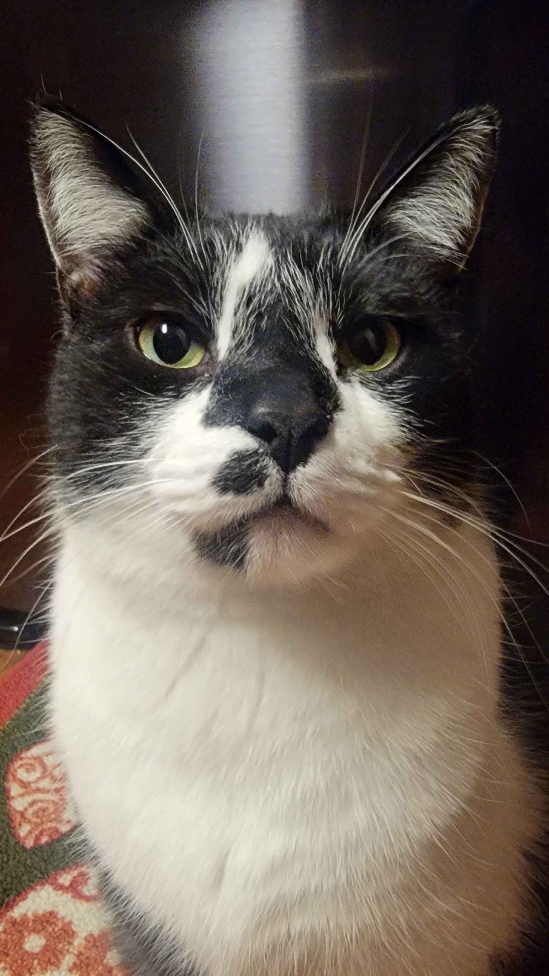 A Black and White Mix Cat